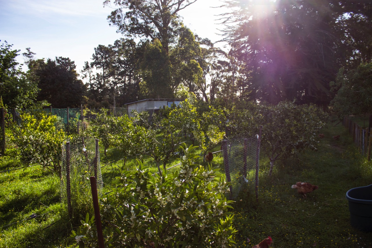 IMG 0545 Mandarinenbäume