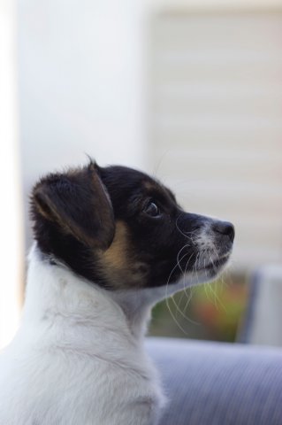 #5 Welpen und Bullen in Waipawa