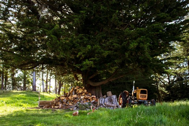 #5 Welpen und Bullen in Waipawa