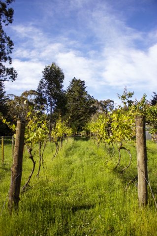 #5 Welpen und Bullen in Waipawa