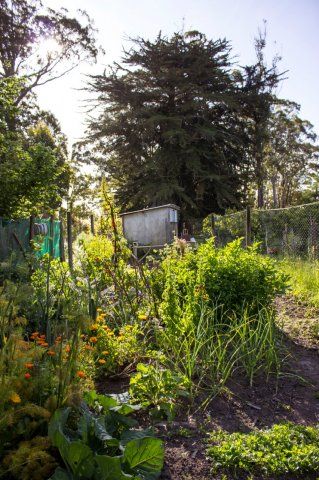 #5 Welpen und Bullen in Waipawa