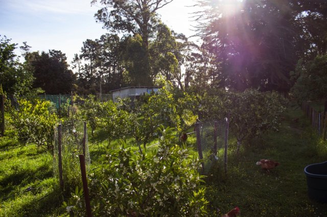 #5 Welpen und Bullen in Waipawa