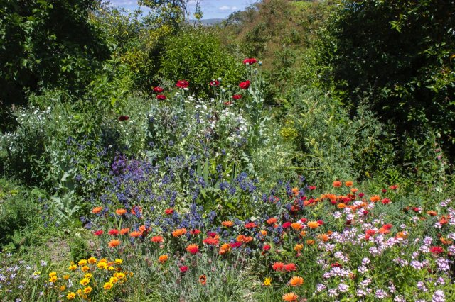 #5 Welpen und Bullen in Waipawa