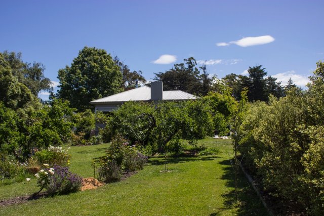 #5 Welpen und Bullen in Waipawa