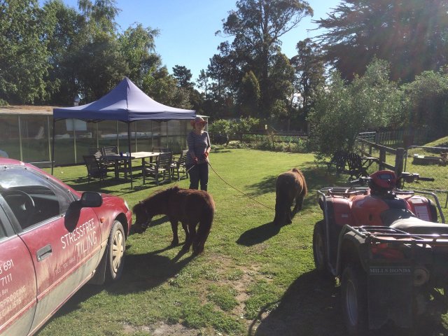 #5 Welpen und Bullen in Waipawa