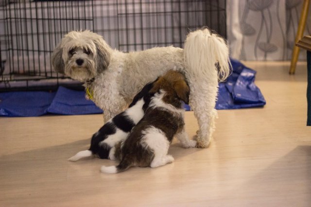 #5 Welpen und Bullen in Waipawa