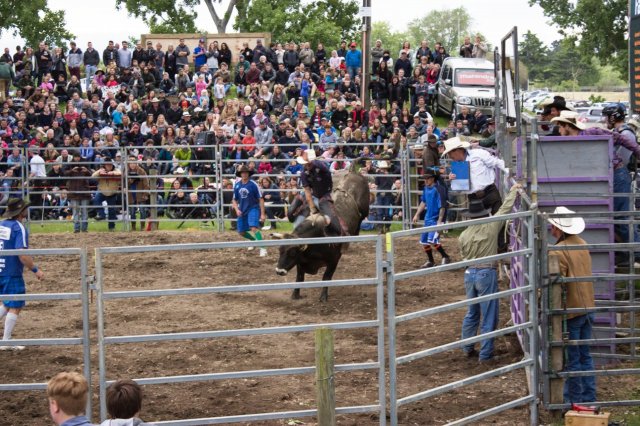 #5 Welpen und Bullen in Waipawa