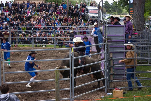 #5 Welpen und Bullen in Waipawa