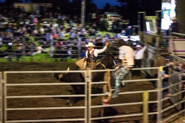 #5 Welpen und Bullen in Waipawa