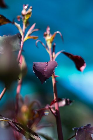 #5 Welpen und Bullen in Waipawa