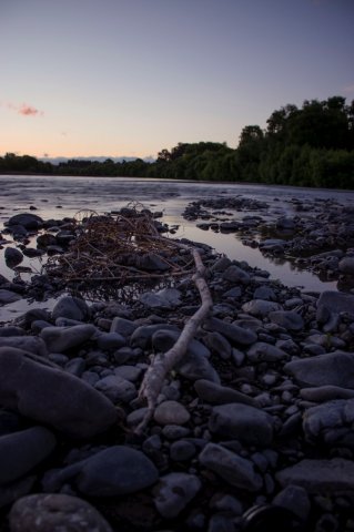 #5 Welpen und Bullen in Waipawa