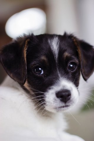 #5 Welpen und Bullen in Waipawa