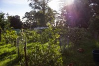 #5 Welpen und Bullen in Waipawa