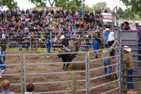 #5 Welpen und Bullen in Waipawa