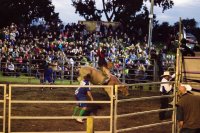 #5 Welpen und Bullen in Waipawa