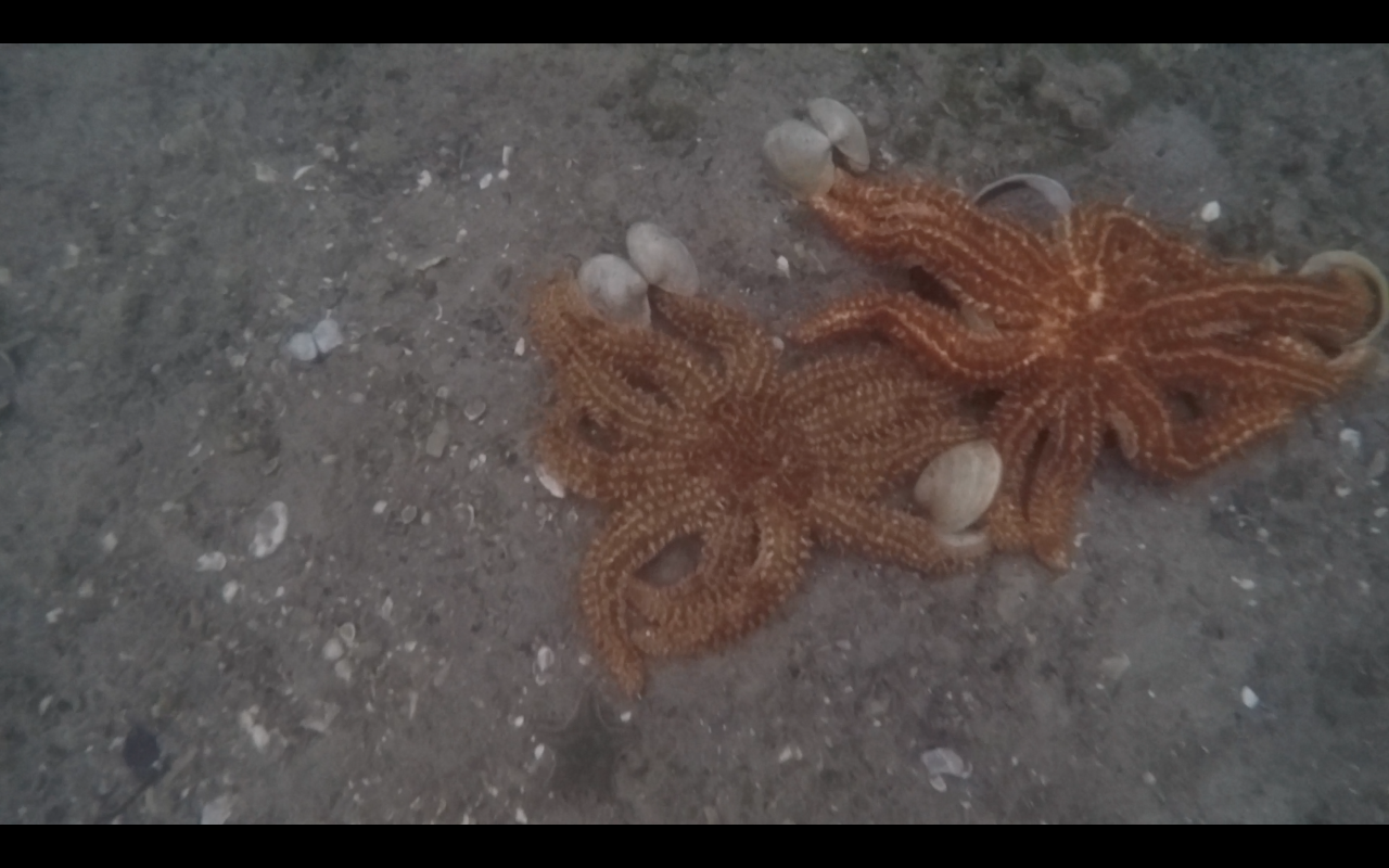 Bildschirmfoto 2016 03 11 um 10.24.45